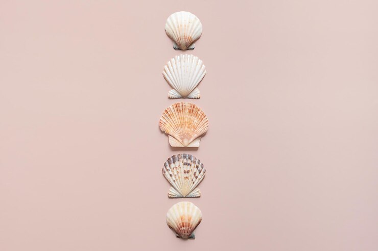 Foto conchas marinas dispuestas en línea