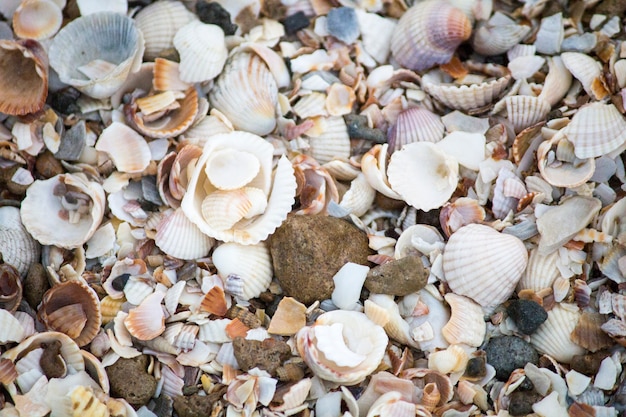 Conchas marinas. Fondo de pantalla de Seashells. Conchas marinas en la orilla
