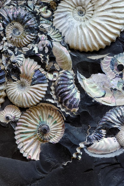 Conchas marinas fosilizadas en una piedra negra