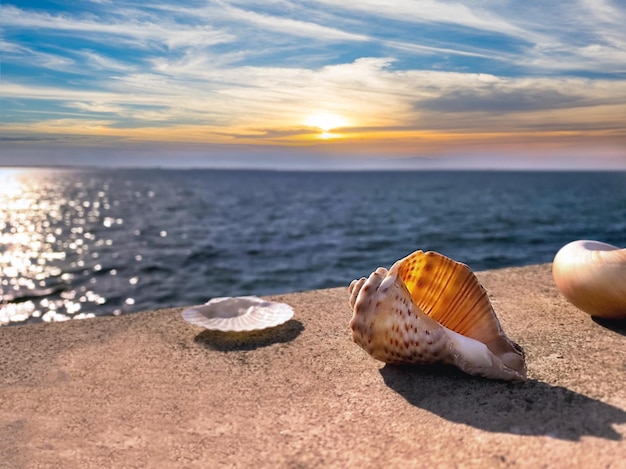 conchas marinas y gaviotas en la playa nublado azul naranja cielo rosa al atardecer paseo marítimo de salpicaduras de agua de mar