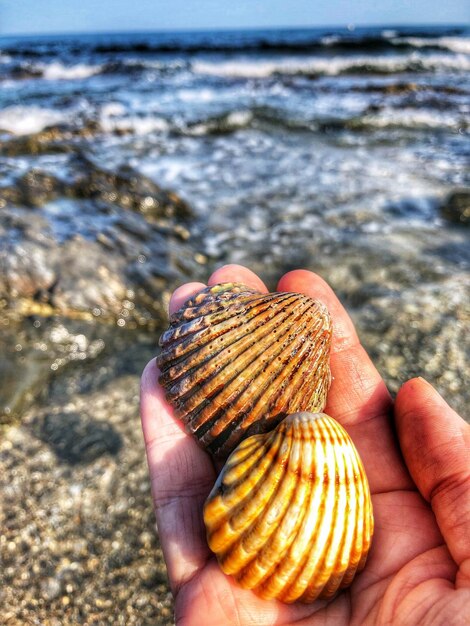 Foto conchas marinas en la orilla del mar