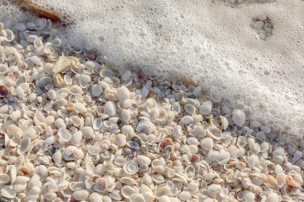 Conchas marinas en la playa