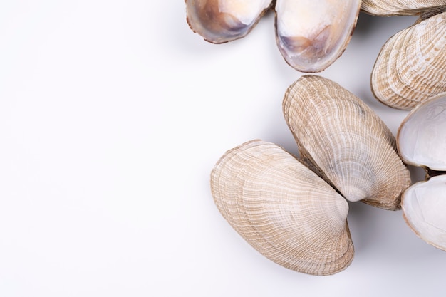 Conchas marinas sobre fondo blanco dispuestas en la esquina inferior derecha con espacio de copia Conchas marinas naturales