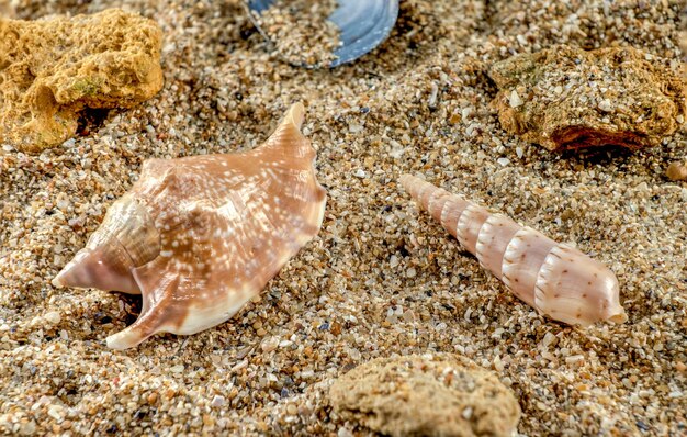 Foto conchas marinas strombidae en la arena