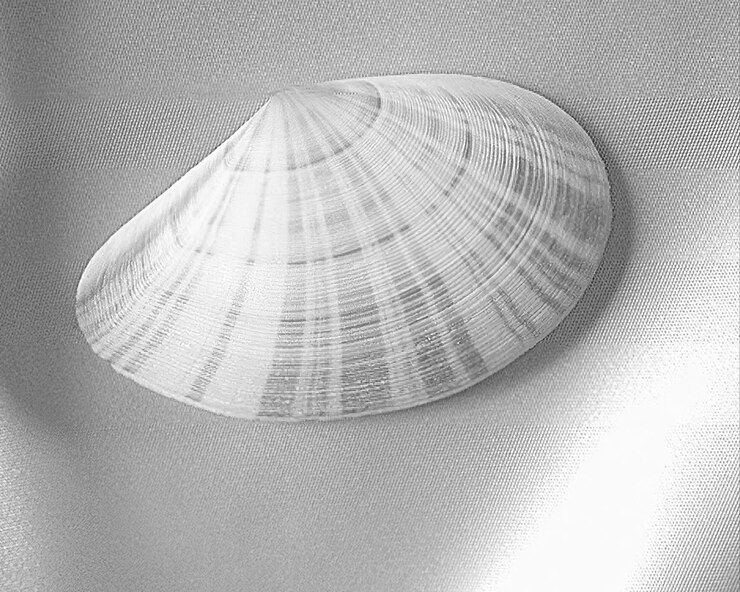 Foto conchas marinas de vista cercana conchas marinas marinas de fondo de foto en blanco y negro