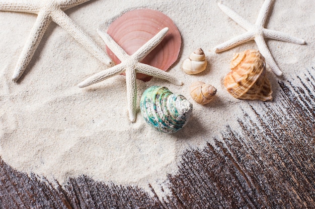 Conchas marinhas com areia como fundo e copyspace, conceito de verão.