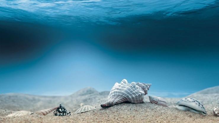 Foto conchas marinhas debaixo d'água