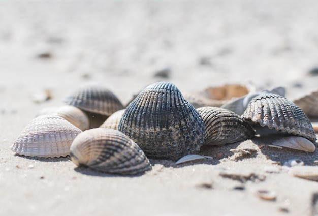 Conchas marinhas em close-up na praia de areia do Mar do Norte