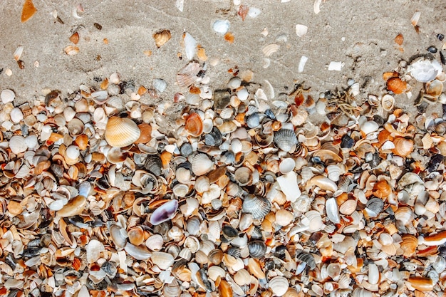 Conchas na areia de uma praia