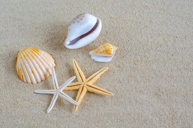 Conchas na areia