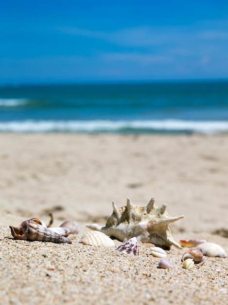 Foto conchas na praia de areia