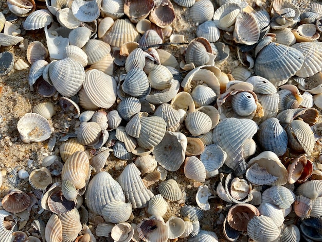 conchas na praia fundo de verão perfeito