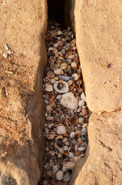 Conchas nas fendas entre as pedras