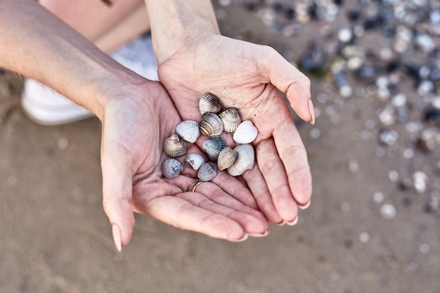 Conchas nas palmas das mãos, mão com conchas no fundo da praia