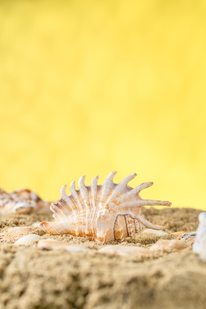 conchas no espaço de fundo amarelo areia para o conceito de férias de texto