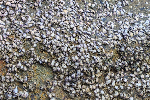 Foto conchas de ostra en piedra