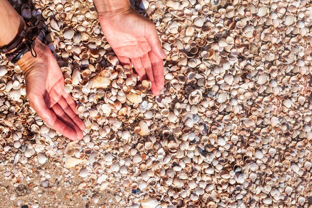 Conchas en una palma femenina en el fondo del mar. Vista superior, endecha plana.