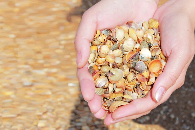 Foto conchas en las palmas de las manos manos con un montón de conchas en el fondo de la playa