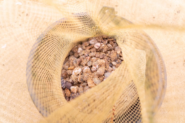 Conchas pequenas em redes de saco de pescador.