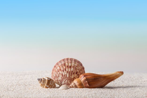 Conchas en la playa de arena