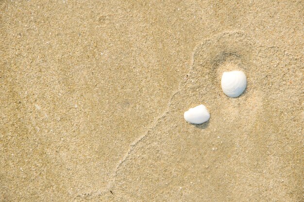 Conchas en la playa de arena