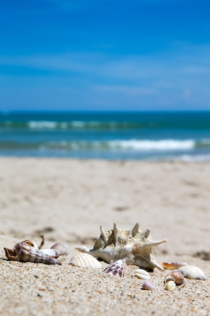 Conchas en la playa de arena