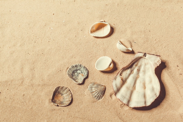 Conchas en la playa de arena