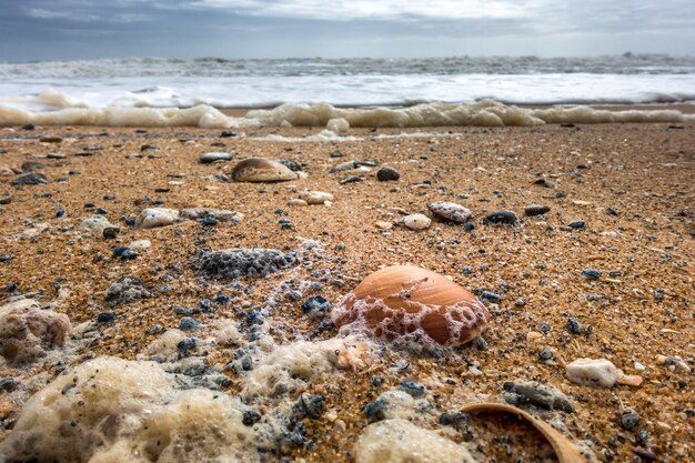 Conchas en la playa de Quarteira en Portugal