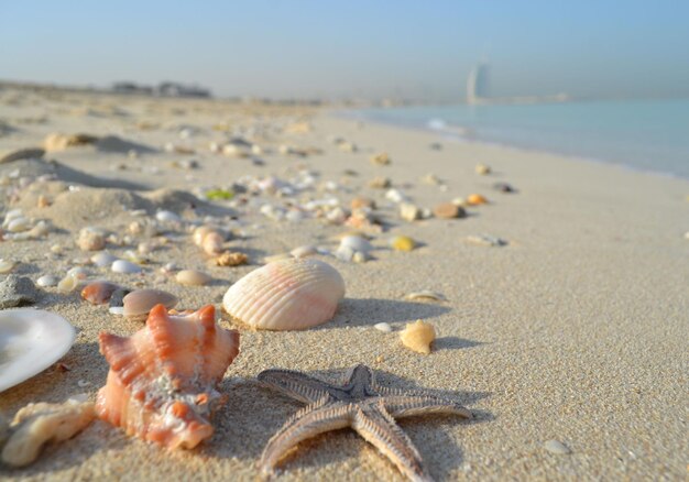 Conchas en la playa