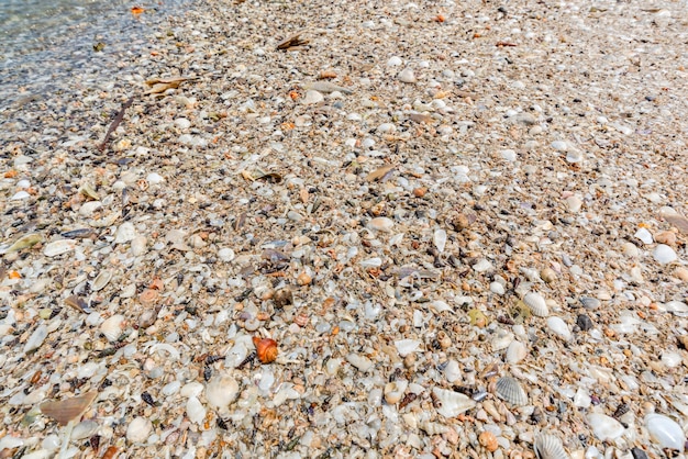 Foto conchas en la playa