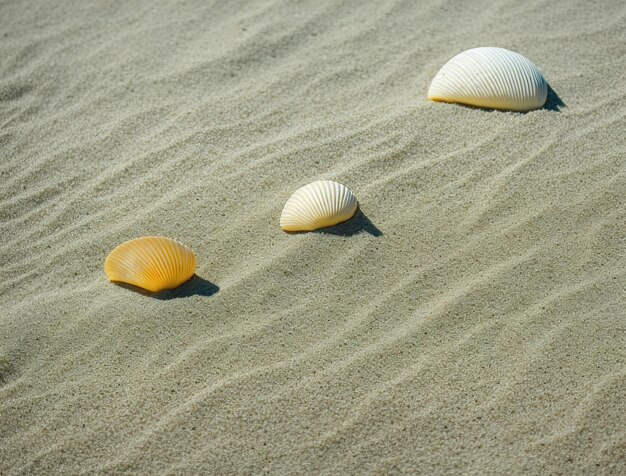 conchas en la playa