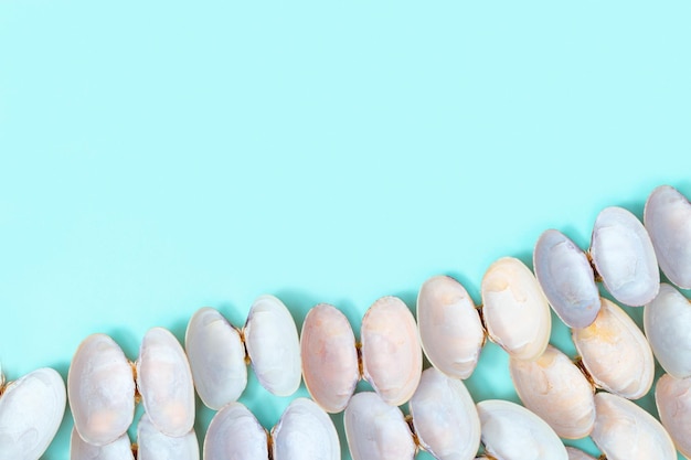 Conchas redondas naturais em papel azul Fundo de design de verão com cores pastel de conchas
