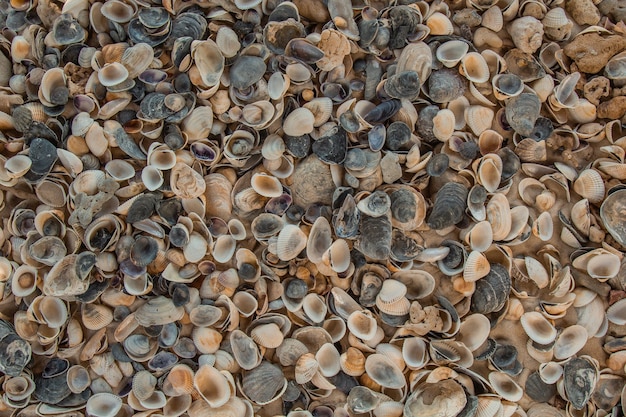 Conchas de río multicolores se encuentran caóticamente en la arena junto al mar