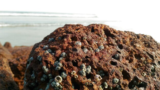 Foto conchas en rocas en la playa