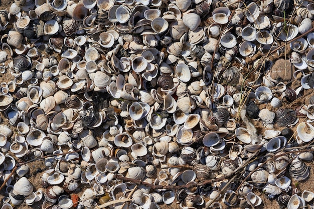 Foto conchas secas en la arena de la orilla del río