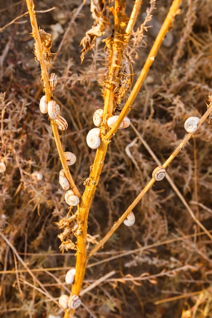 Conchas secas en una planta seca