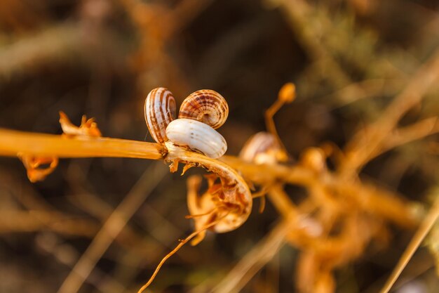 Conchas secas en una planta seca