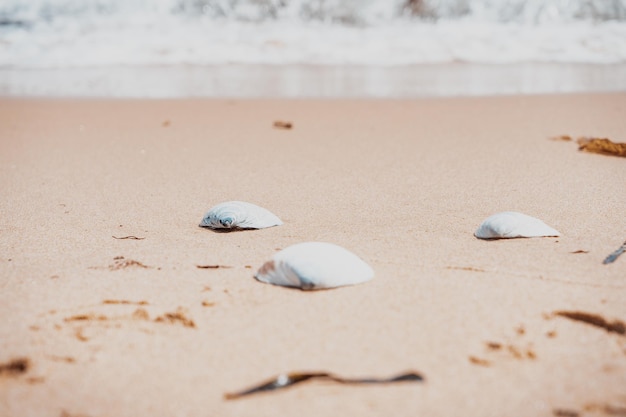 Conchas tiradas en la orilla del mar de arena