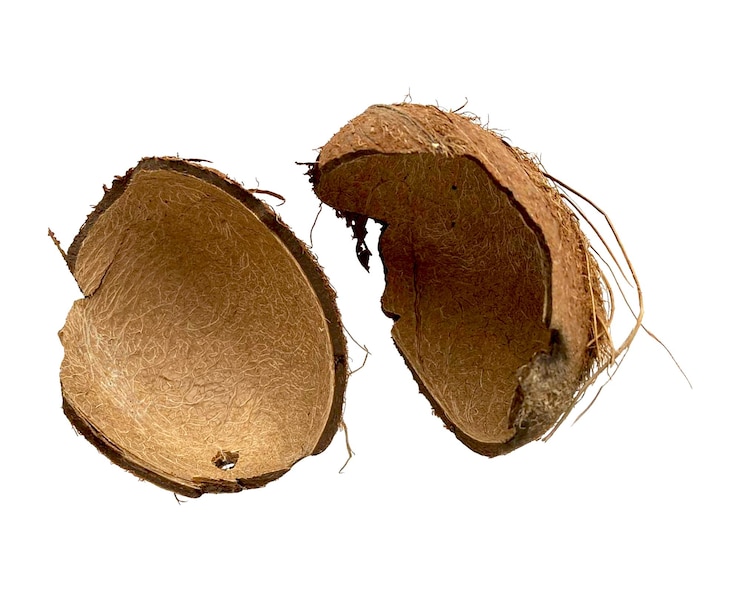 Foto conchas vazias de coco isoladas no fundo branco.