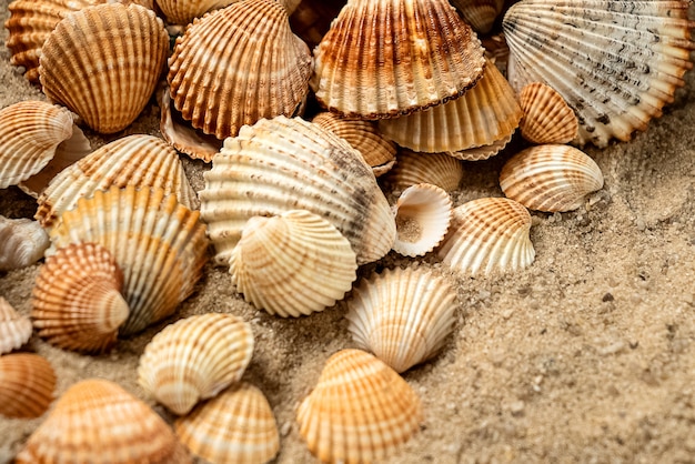Conchas de vieira apiladas se dispersan sobre fondo de arena