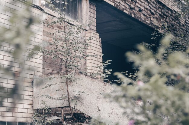 Concreto cinza parcialmente borrado e parede de tijolos de um prédio abandonado em ruínas coberto de árvores, arbustos, musgo e galhos verdes