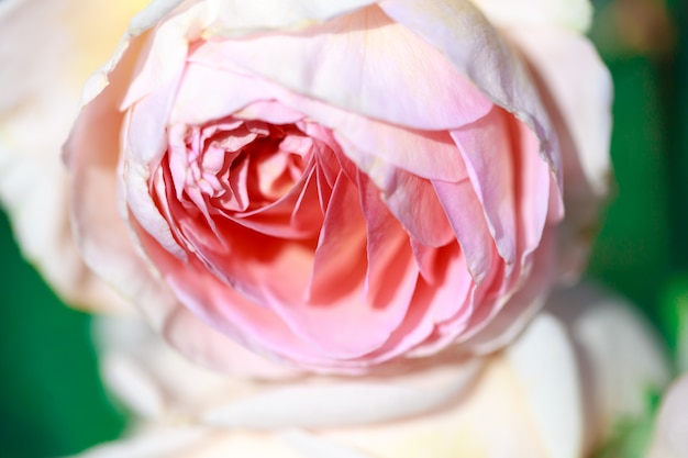 Concurso rosas closeup