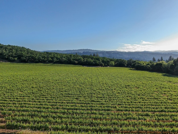 Condado de Napa na região vinícola da Califórnia