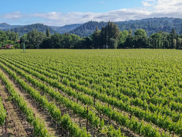 Condado de Napa en la región vinícola de California