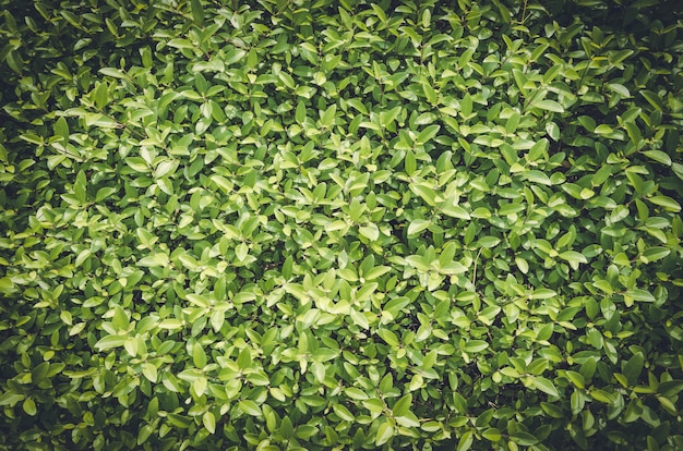 Foto condição fresca e folhas verdes sobre fundo verde: estilo vintage