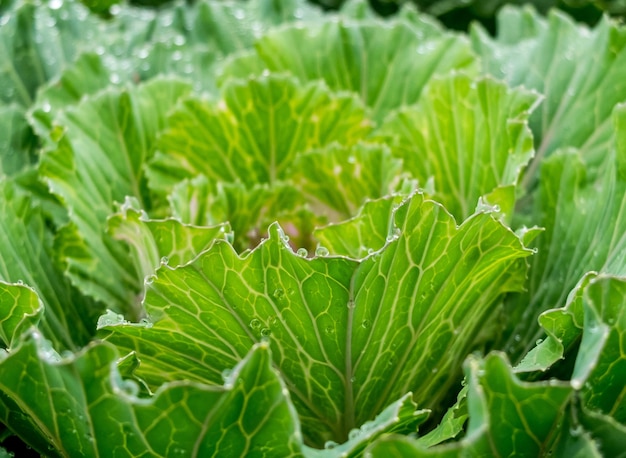 Foto condición fresca en el jardín de coles por la mañana, fondo vegetal orgánico verde.