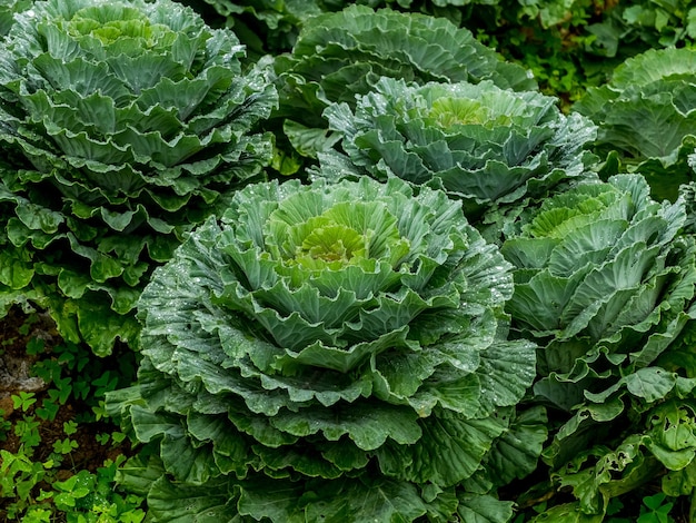 Condición fresca en el jardín de repollo en el fondo vegetal orgánico verde de la mañana