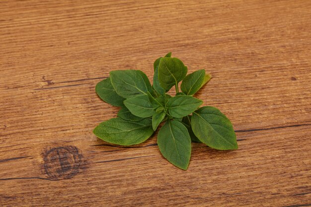 Condimento aromático Hojas de albahaca verde