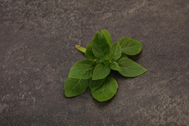 Condimento aromático Hojas de albahaca verde