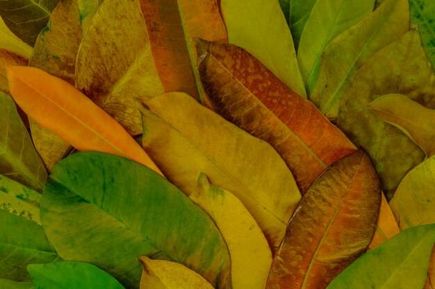 Foto el condimento del otoño con la colección colorida de las hojas para se aplica al fondo y a la textura.